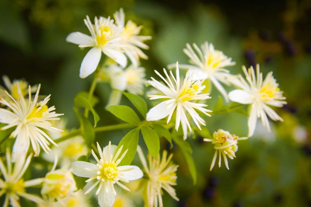 Old Man’s Beard, Clematis Vitalba
