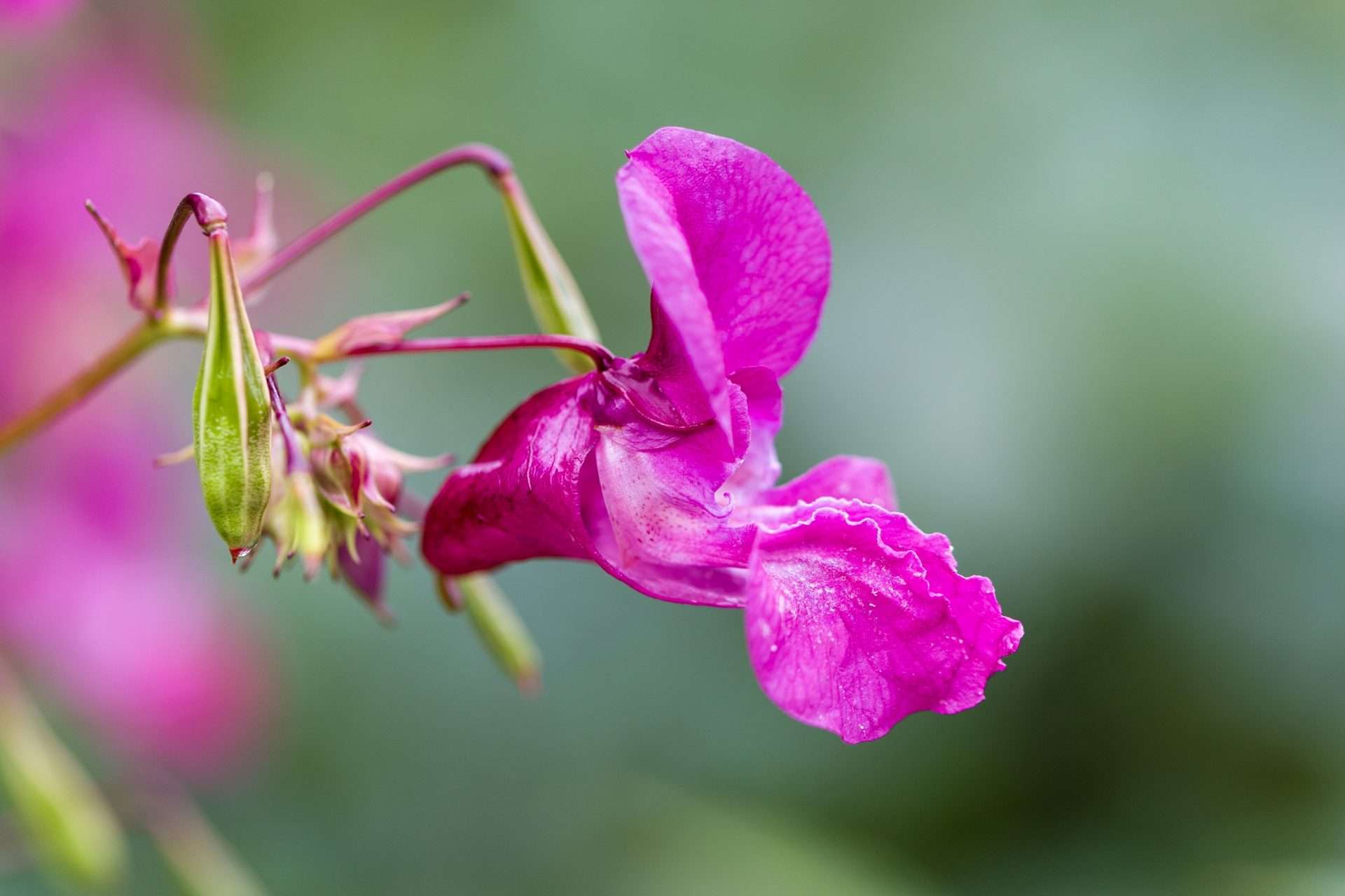 Lilium-pink flower on blurred background. Selective focus. Impatiens glandulifera flower, common names Policeman’s Helmet, Heart, Gnome’s Hatstand and Himalayan Balsam.