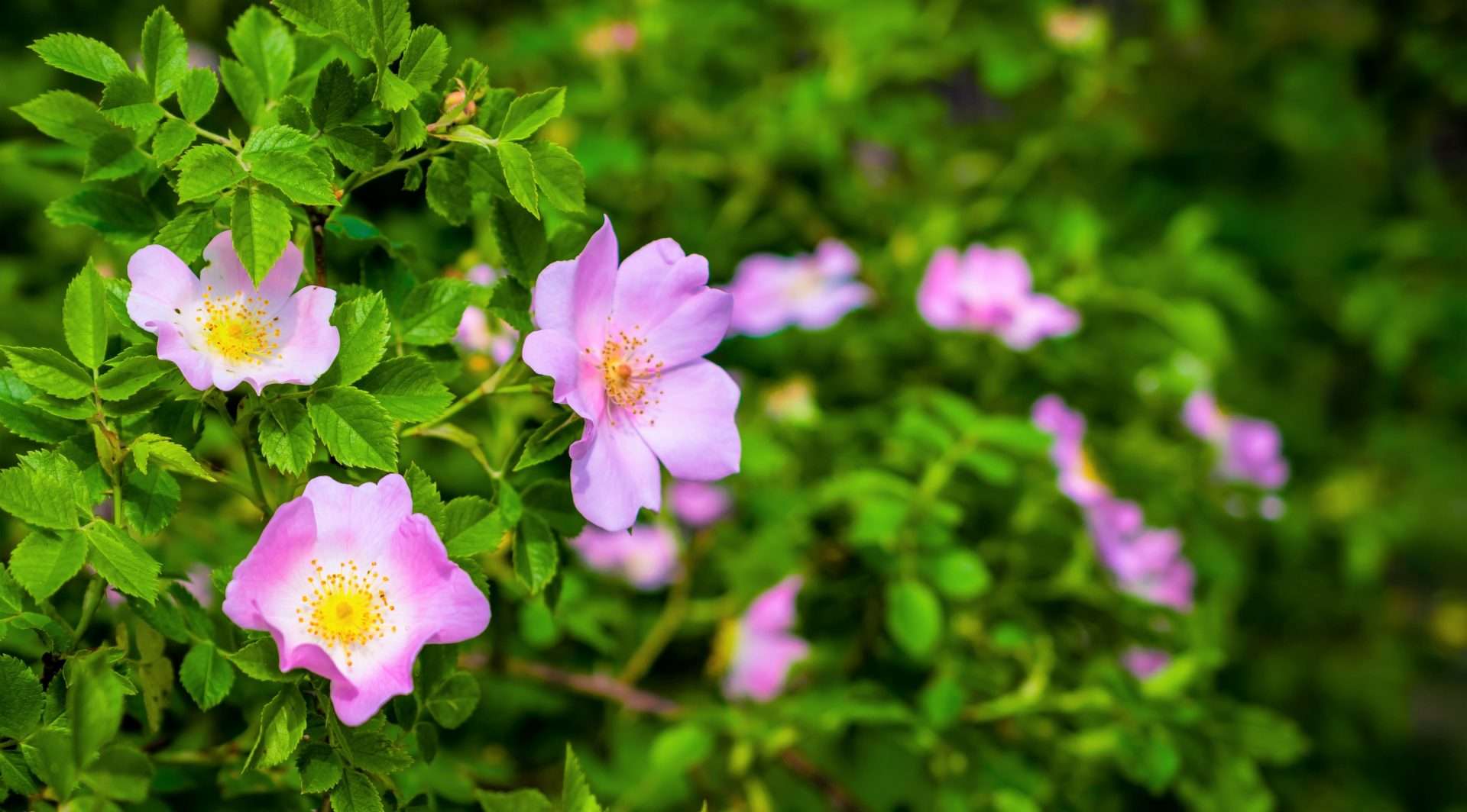 Dog Rose blossom (Rosa canina) on a green background